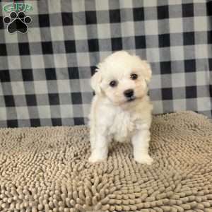 Lee, Bichon Frise Puppy