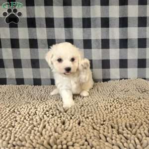 Lee, Bichon Frise Puppy