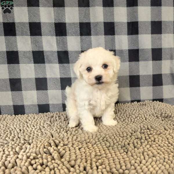 Lee, Bichon Frise Puppy