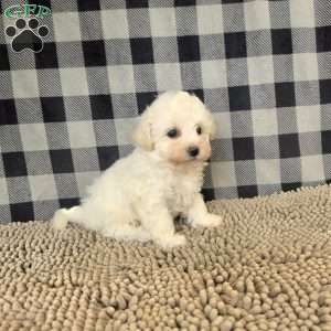 Bruce, Bichon Frise Puppy