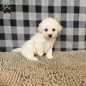 Bruce, Bichon Frise Puppy