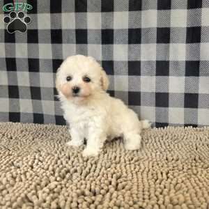 Bruce, Bichon Frise Puppy