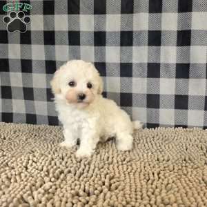 Bruce, Bichon Frise Puppy