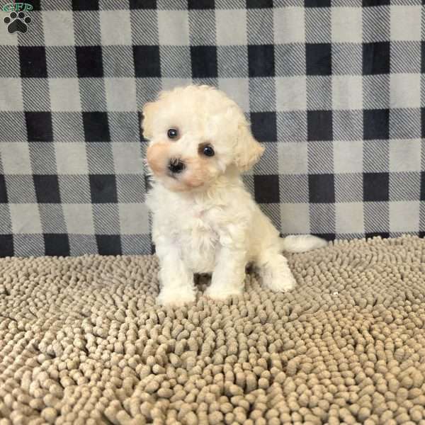 Bruce, Bichon Frise Puppy