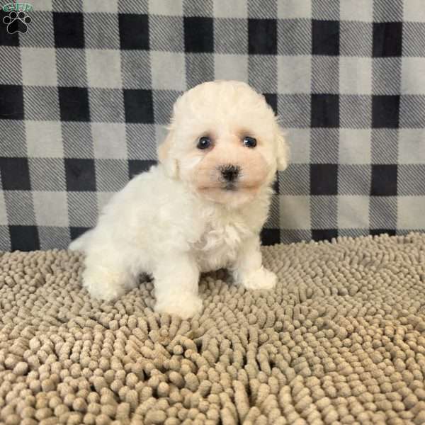 Barry, Bichon Frise Puppy