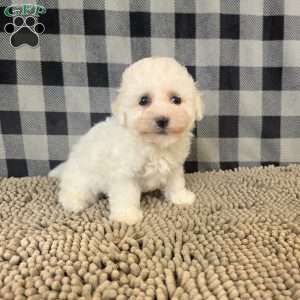 Barry, Bichon Frise Puppy