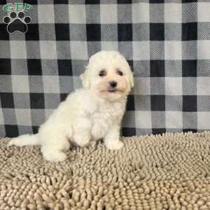 Barry, Bichon Frise Puppy