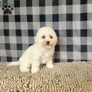 Barry, Bichon Frise Puppy