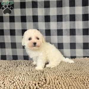 Barry, Bichon Frise Puppy