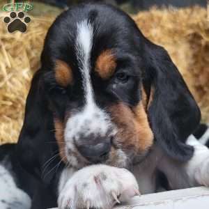 Hank (Euro/American), Basset Hound Puppy