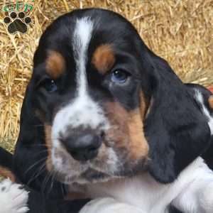 Hank (Euro/American), Basset Hound Puppy