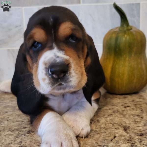 Lucy (Euro/American), Basset Hound Puppy