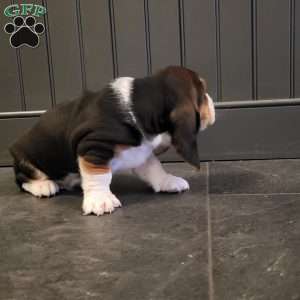 Lucy (Euro/American), Basset Hound Puppy
