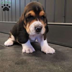 Lucy (Euro/American), Basset Hound Puppy