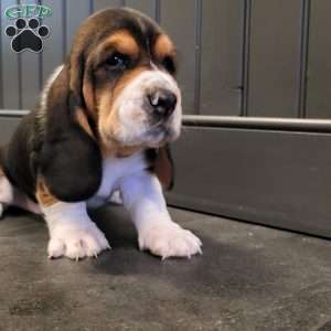 Lucy (Euro/American), Basset Hound Puppy
