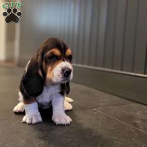 Lucy (Euro/American), Basset Hound Puppy
