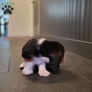 Lucy (Euro/American), Basset Hound Puppy
