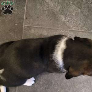 Lucy (Euro/American), Basset Hound Puppy