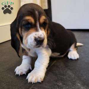 Sadie (Euro/American), Basset Hound Puppy