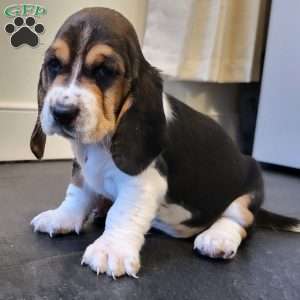 Sadie (Euro/American), Basset Hound Puppy