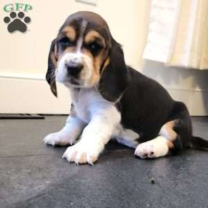Sadie (Euro/American), Basset Hound Puppy