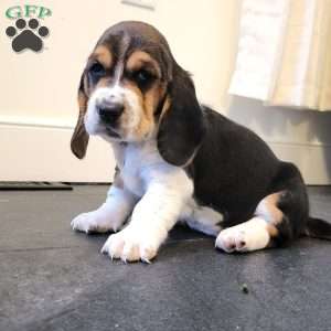 Sadie (Euro/American), Basset Hound Puppy
