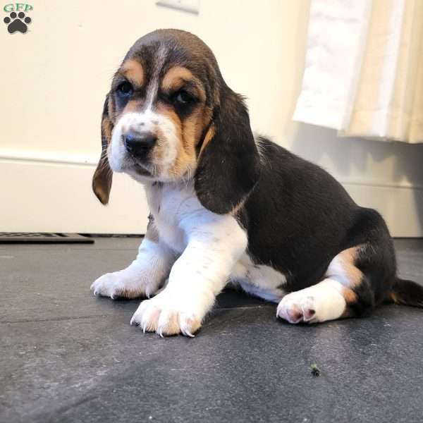 Sadie (Euro/American), Basset Hound Puppy