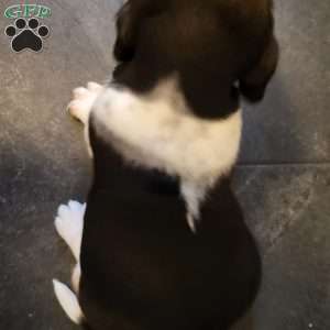 Sadie (Euro/American), Basset Hound Puppy