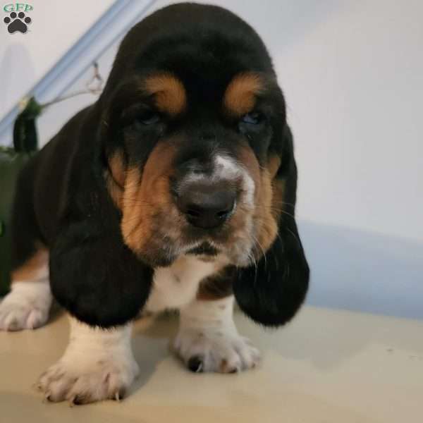 Gus(Euro/American), Basset Hound Puppy