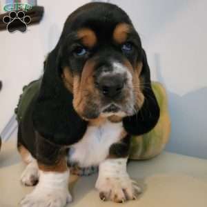 Gus(Euro/American), Basset Hound Puppy