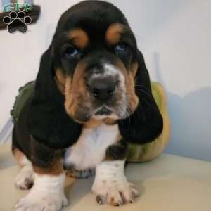 Gus(Euro/American), Basset Hound Puppy