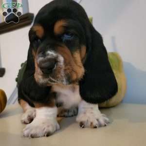 Gus(Euro/American), Basset Hound Puppy