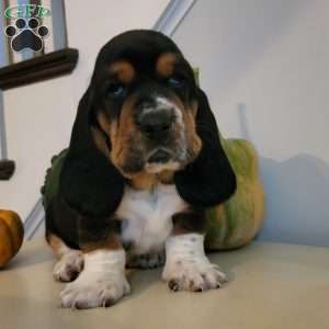 Gus(Euro/American), Basset Hound Puppy