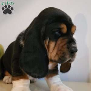 Gus(Euro/American), Basset Hound Puppy