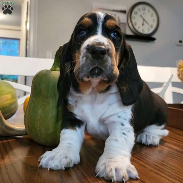 Hank (Euro/American), Basset Hound Puppy