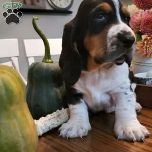 Hank (Euro/American), Basset Hound Puppy