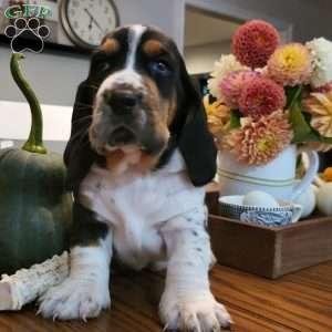 Hank (Euro/American), Basset Hound Puppy