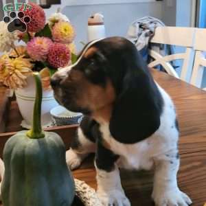 Hank (Euro/American), Basset Hound Puppy