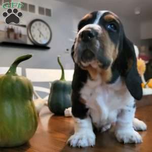 Hank (Euro/American), Basset Hound Puppy