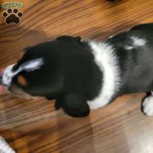 Hank (Euro/American), Basset Hound Puppy