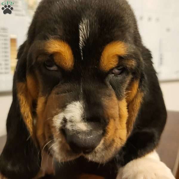 Otto (Euro/American), Basset Hound Puppy