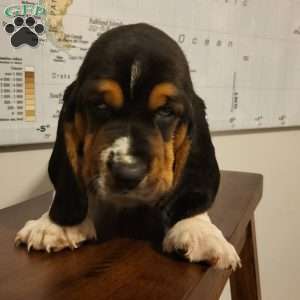 Otto (Euro/American), Basset Hound Puppy