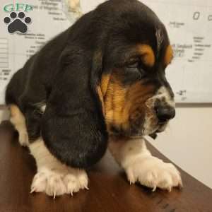 Otto (Euro/American), Basset Hound Puppy