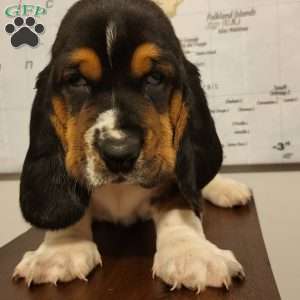 Otto (Euro/American), Basset Hound Puppy