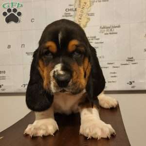 Otto (Euro/American), Basset Hound Puppy