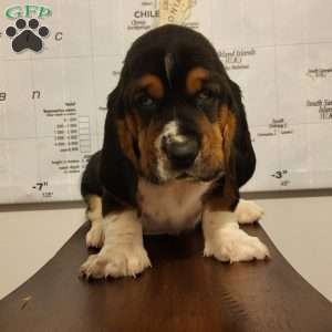 Otto (Euro/American), Basset Hound Puppy