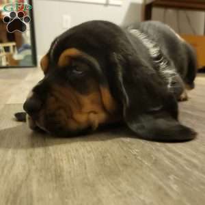 Otto (Euro/American), Basset Hound Puppy