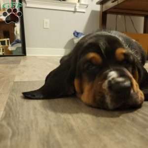 Otto (Euro/American), Basset Hound Puppy