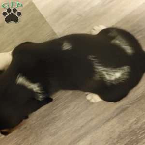 Otto (Euro/American), Basset Hound Puppy