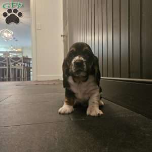 Winston(Euro/American), Basset Hound Puppy